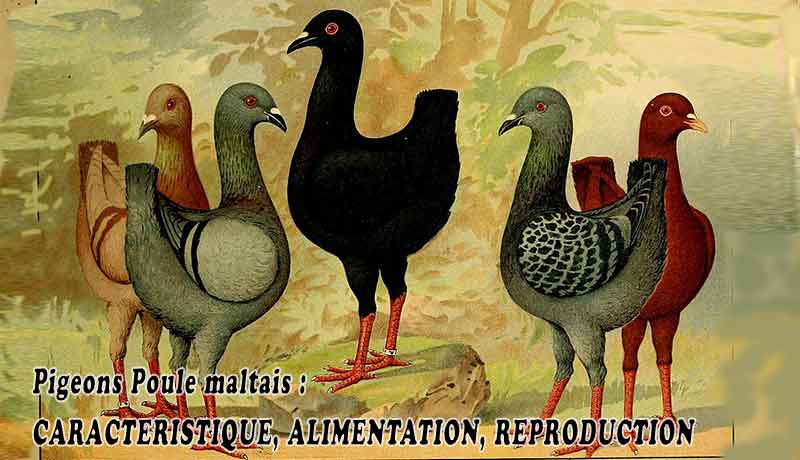 Pigeons Poule maltais : CARACTERISTIQUE, ALIMENTATION, REPRODUCTION