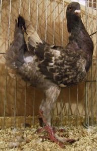 Pigeons Poule maltais : CARACTERISTIQUE, ALIMENTATION, REPRODUCTION