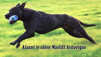 Alaunt le chien Mastiff historique