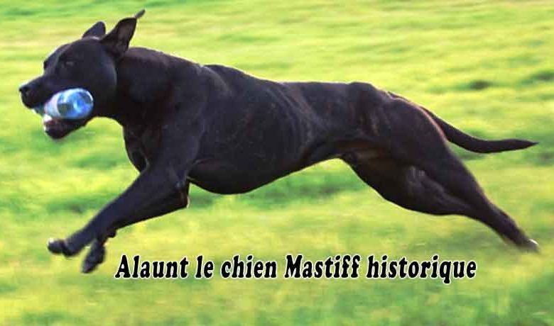 Alaunt le chien Mastiff historique