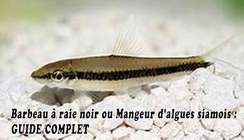 Barbeau à raie noir ou Mangeur d'algues siamois - GUIDE COMPLET