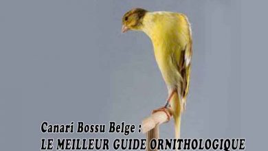 Canari Bossu Belge - LE MEILLEUR GUIDE ORNITHOLOGIQUE