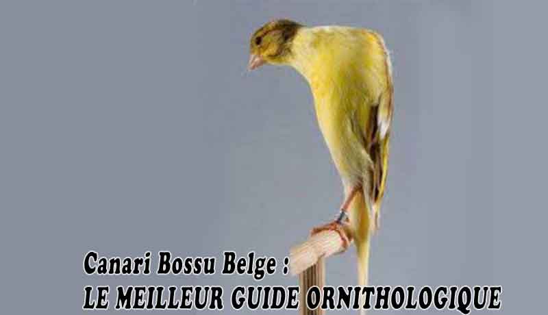 Canari Bossu Belge - LE MEILLEUR GUIDE ORNITHOLOGIQUE