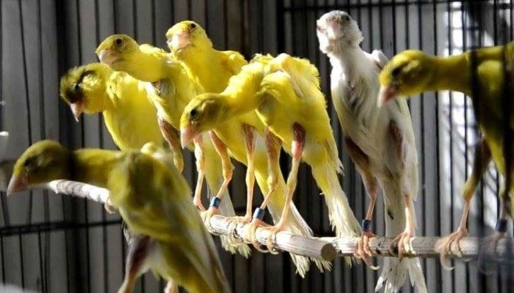 Canari Bossu Belge - LE MEILLEUR GUIDE ORNITHOLOGIQUE