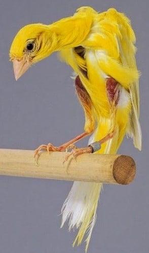 Canari Bossu Belge - LE MEILLEUR GUIDE ORNITHOLOGIQUE