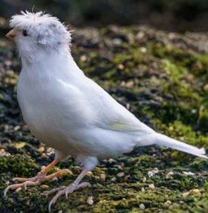 Canari Frisé du Nord - Caractéristiques pour un meilleur élevage