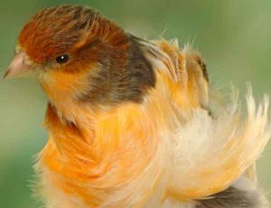 Canari Frisé du Nord - Caractéristiques pour un meilleur élevage