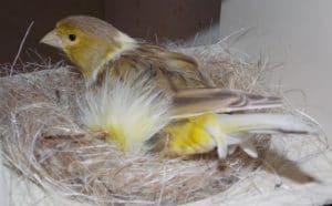 Canari Frisé du Nord - Caractéristiques pour un meilleur élevage