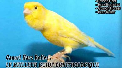 Canari Harz Roller - LE MEILLEUR GUIDE ORNITHOLOGIQUE