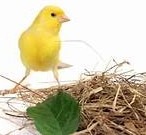Canari Harz Roller - LE MEILLEUR GUIDE ORNITHOLOGIQUE