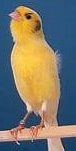 Canari Harz Roller - LE MEILLEUR GUIDE ORNITHOLOGIQUE