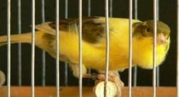Canari Harz Roller - LE MEILLEUR GUIDE ORNITHOLOGIQUE