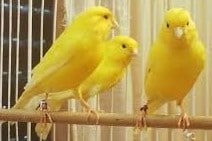 Canari Harz Roller - LE MEILLEUR GUIDE ORNITHOLOGIQUE