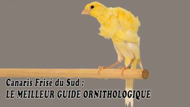 LE MEILLEUR GUIDE ORNITHOLOGIQUE