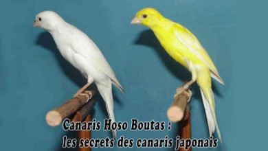 Canaris Hoso Boutas - les secrets de canari japonais