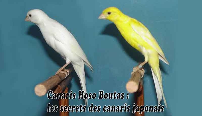 Canaris Hoso Boutas - les secrets de canari japonais