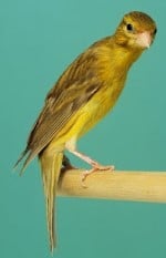 Canaris Hoso Boutas - les secrets de canari japonais