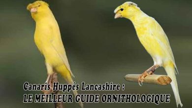 Canaris Huppés Lancashire - LE MEILLEUR GUIDE ORNITHOLOGIQUE