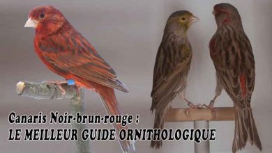 Canaris Noir-brun-rouge - LE MEILLEUR GUIDE ORNITHOLOGIQUE