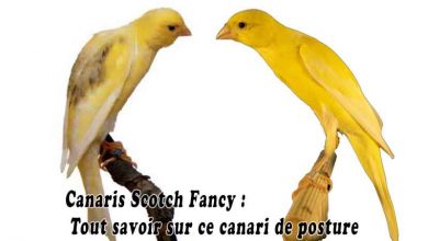Canaris Scotch Fancy - Tout savoir sur ce canari de posture