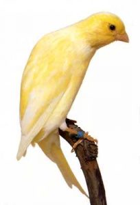 Canaris Scotch Fancy - Tout savoir sur ce canari de posture