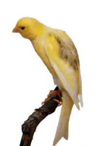 Canaris Scotch Fancy - Tout savoir sur ce canari de posture