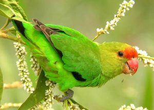 Inséparable d’Abyssinie ou Agapornis Taranta Tout savoir