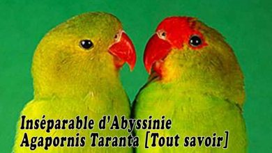 Inséparable d’Abyssinie ou Agapornis Taranta Tout savoir