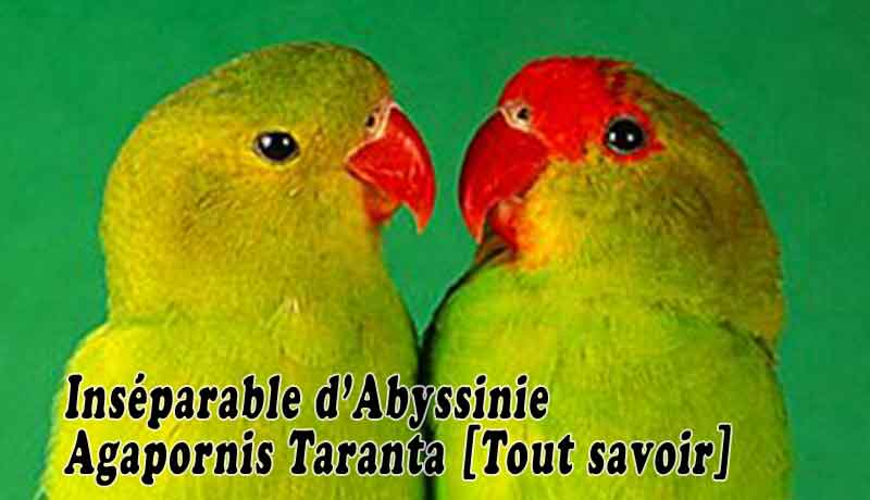 Inséparable d’Abyssinie ou Agapornis Taranta Tout savoir