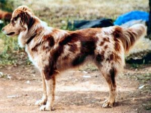 Koolie Australien ou Coolie le Chien de berger par excellence