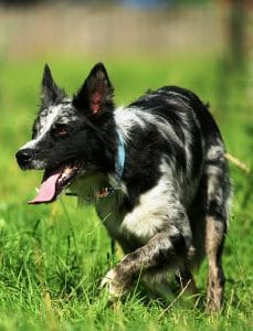 Koolie Australien ou Coolie le Chien de berger par excellence