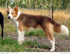 Koolie Australien ou Coolie le Chien de berger par excellence