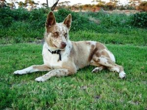 Koolie Australien ou Coolie le Chien de berger par excellence