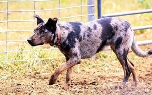 Koolie Australien ou Coolie le Chien de berger par excellence