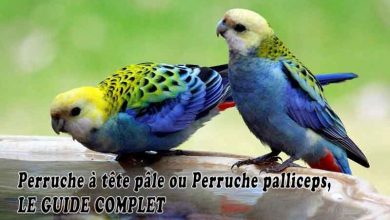 Perruche à tête pâle ou Perruche palliceps, LE GUIDE COMPLET