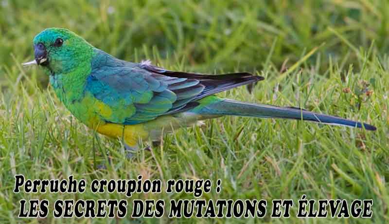 Perruche croupion rouge - LES SECRETS DES MUTATIONS ET ÉLEVAGE