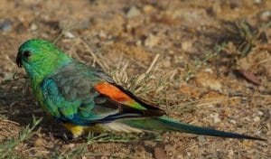 Perruche croupion rouge - LES SECRETS DES MUTATIONS ET ÉLEVAGE