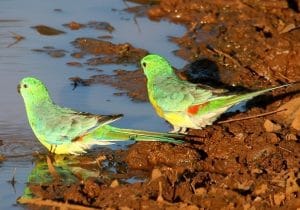 Perruche croupion rouge - LES SECRETS DES MUTATIONS ET ÉLEVAGE