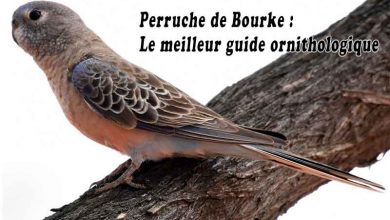 Perruche de Bourke – Le meilleur guide ornithologique