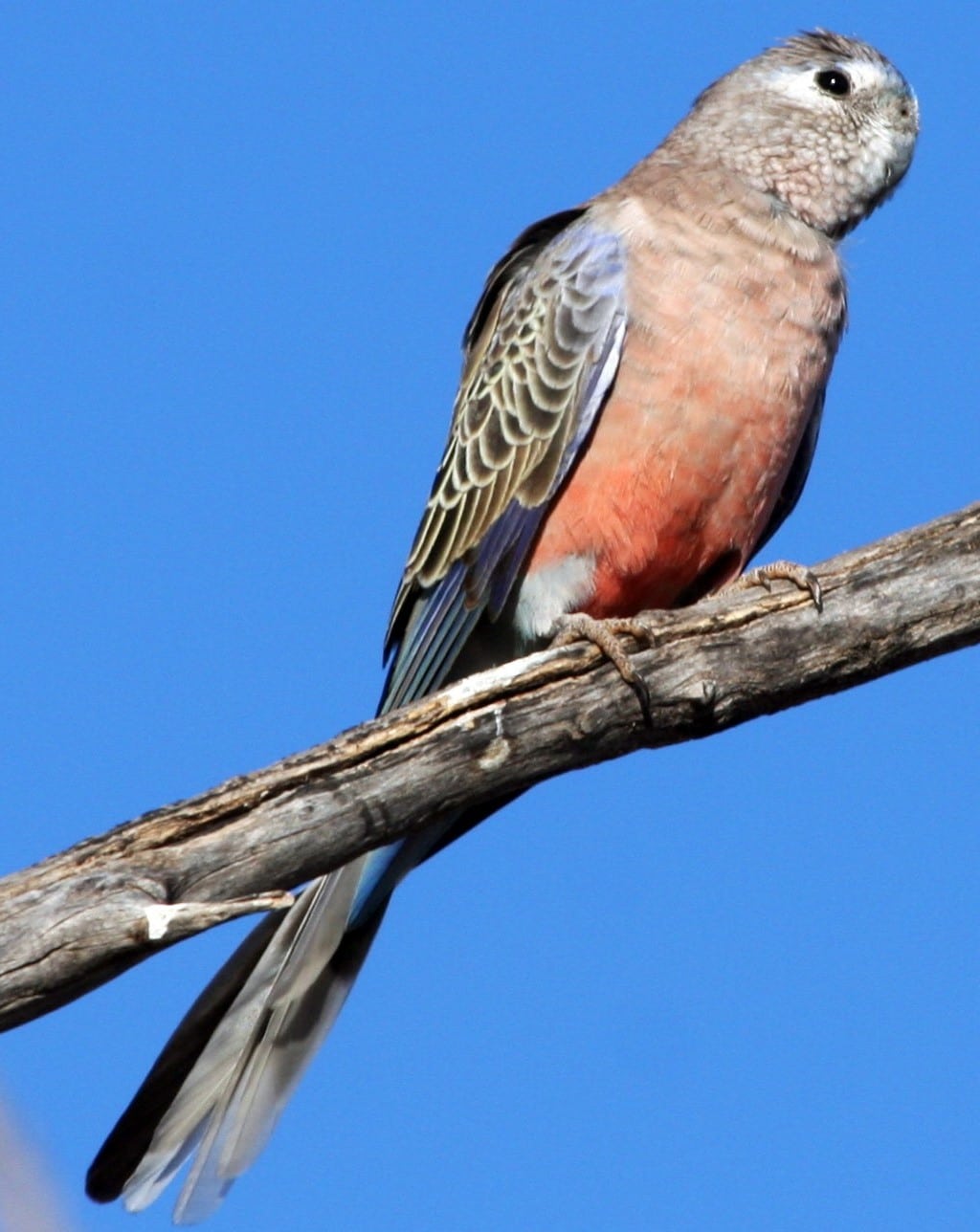 Perruche de Bourke – Le meilleur guide ornithologique