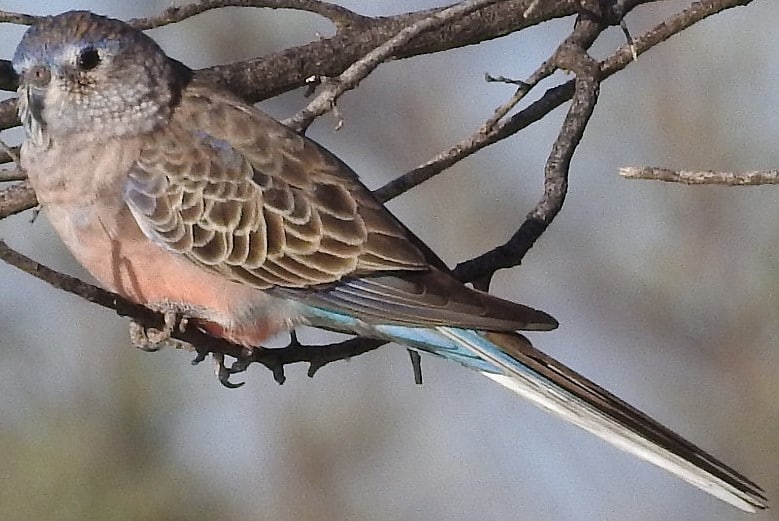 Perruche de Bourke – Le meilleur guide ornithologique-