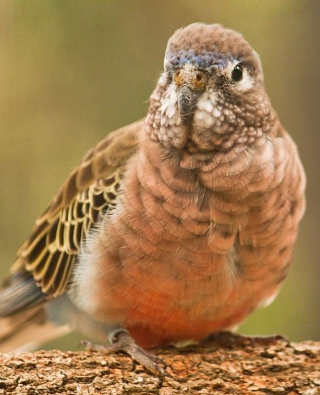 Perruche de Bourke – Le meilleur guide ornithologique-