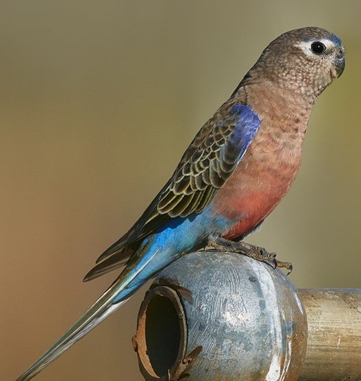 Perruche de Bourke – Le meilleur guide ornithologique-