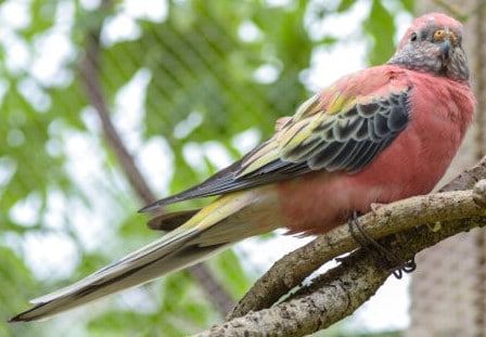 Perruche de Bourke – Le meilleur guide ornithologique-