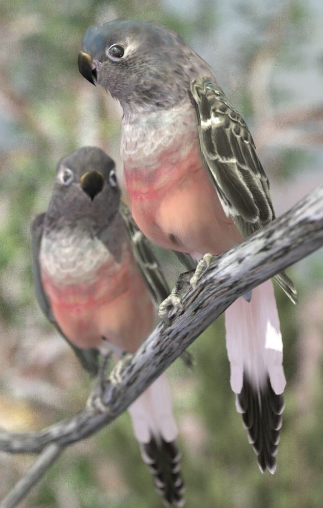 dimorphisme sexuel-Perruche de Bourke – Le meilleur guide ornithologique--d