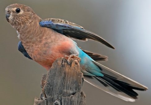 Perruche de Bourke – Le meilleur guide ornithologique-