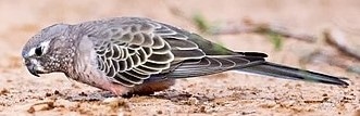 Perruche de Bourke – Le meilleur guide ornithologique-