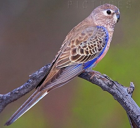 Perruche de Bourke – Le meilleur guide ornithologique-