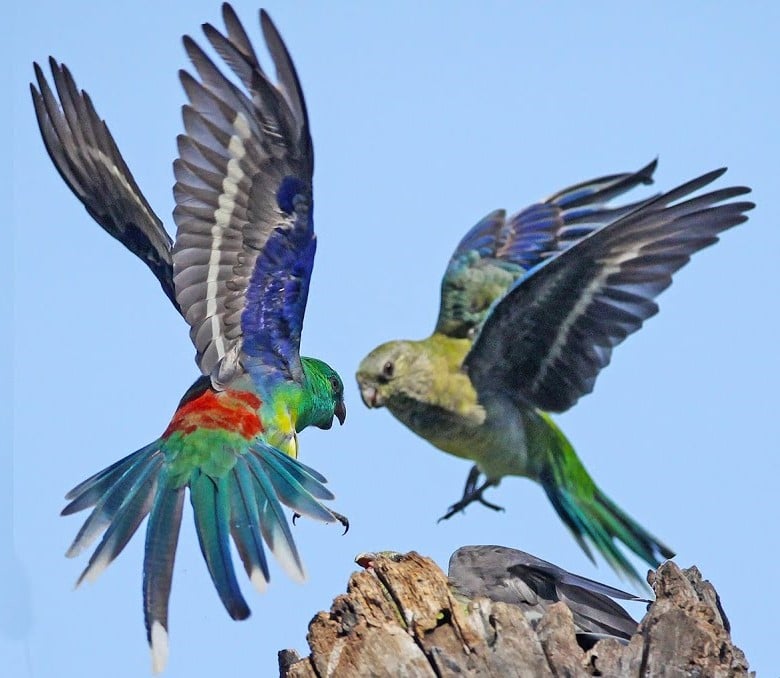 Perruche de Bourke – Le meilleur guide ornithologique-