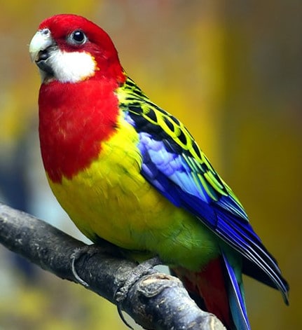 Perruche omnicolore - Le meilleur guide ornithologique